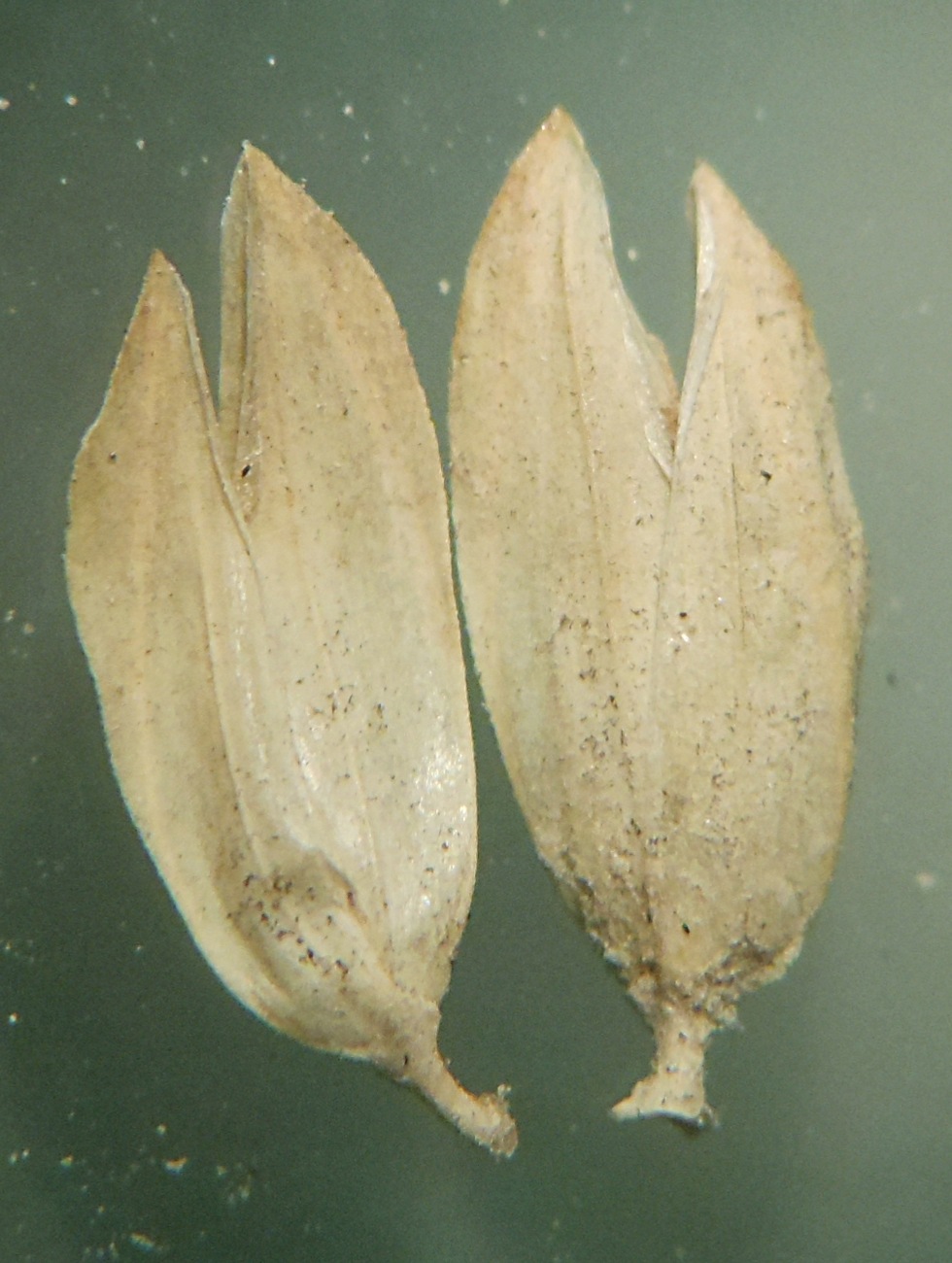 Phalaris aquatica L. / Scagliola bulbosa
